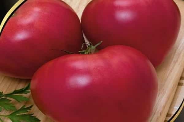 milovníci paradajok