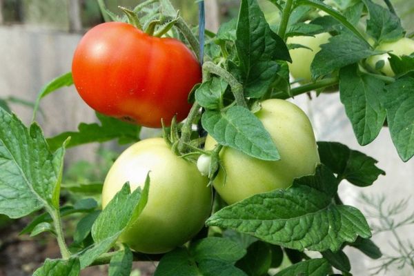 Onrijpe tomaten