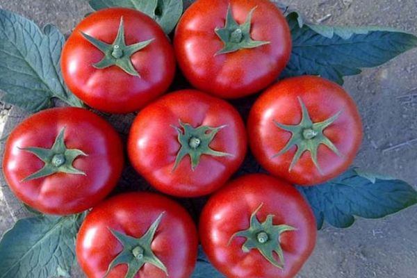 Tomater Galina