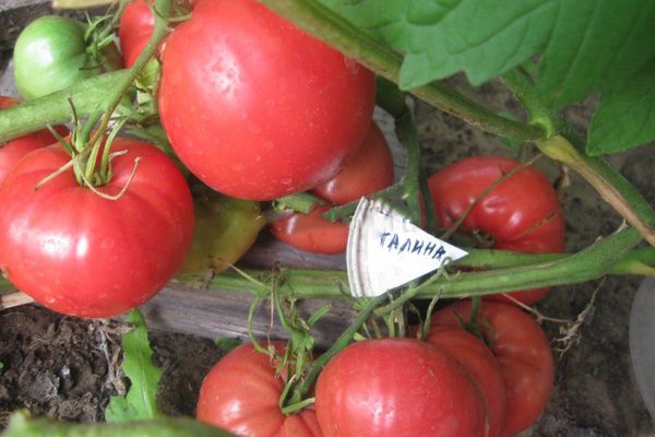 Pomidorowa hybryda