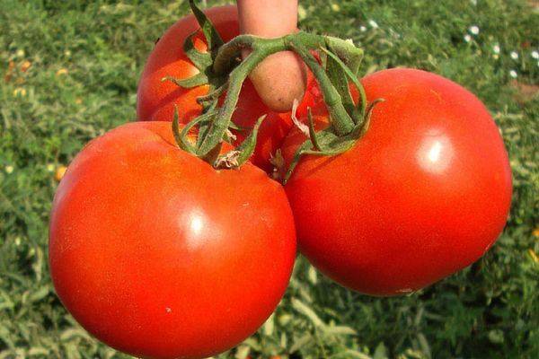 Drie tomaten