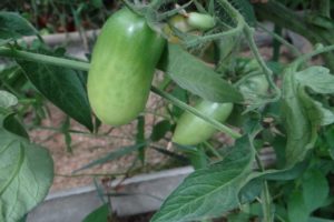 Kuvaus Havaijin sikari-tomaattilajikkeesta ja sen saannosta