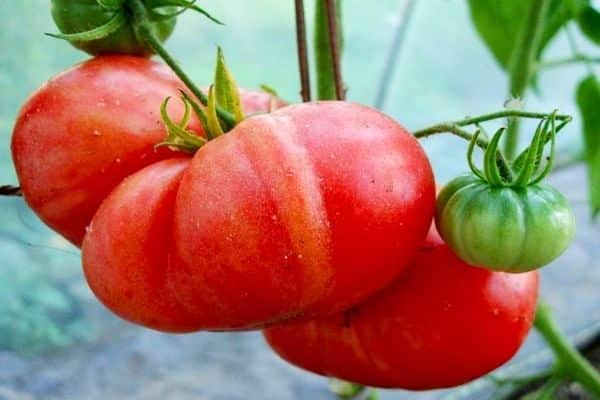 pomidorų milžinas rožinis