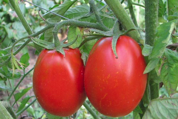 novato de tomate