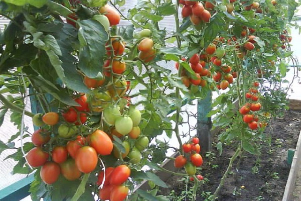 Grozdeva domates çeşidinin tanımı ve özellikleri