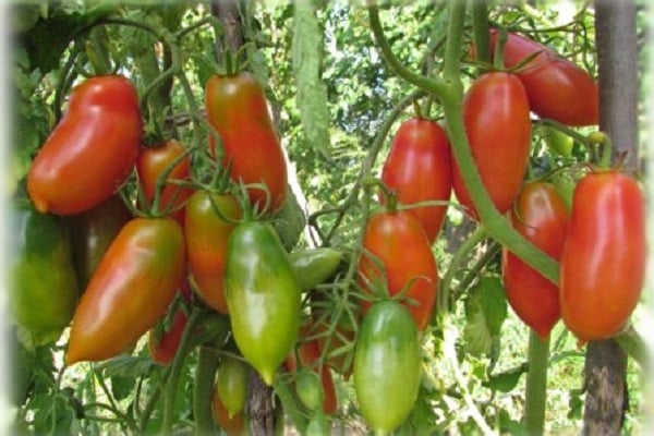 kępki pomidor