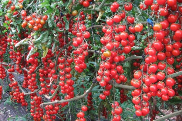 Hibridi rajčice