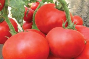 Birželio pomidorų veislės ir jos savybių aprašymas