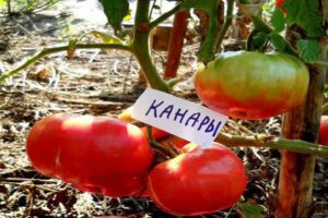 Beskrivning av den kanariska tomatsorten, odlingen och egenskaperna