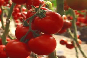 Beschrijving van een vroege variëteit van tomatenkoraalrif en de teelt ervan