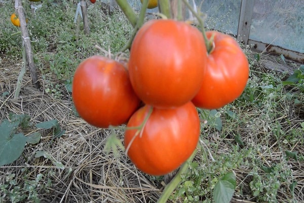 isohedelmäinen tomaatti