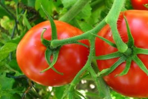 Description of the variety of tomato Cornet and its characteristics