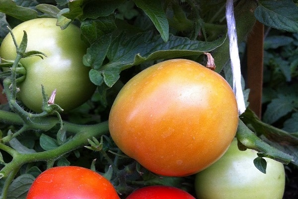 tomates lisos