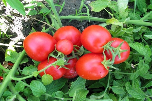 pomidorų namibas