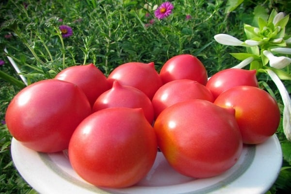 paradajka Elizabeth