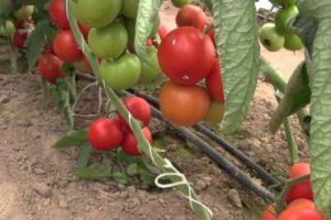 Descrizione della varietà di pomodoro Liza, caratteristiche e produttività