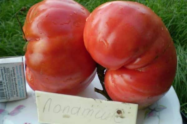 Große Tomaten