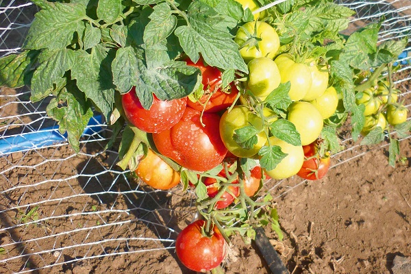 tomaat van de regio Moskou