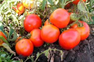 Maskavas reģiona tomātu šķirnes Lyubimets apraksts un īpašības