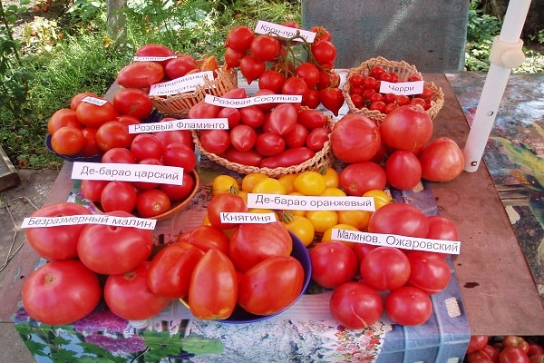 pomidorų skaičius