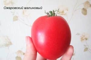 وصف صنف الطماطم Raspberry Ozharovsky والمحصول والرعاية