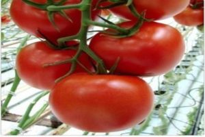Characteristics of the tomato variety Melody F1 and its yield