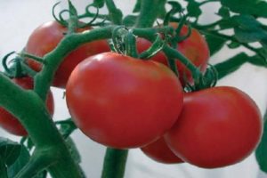 Descrizione della varietà di pomodoro Michelle f1 e delle sue caratteristiche