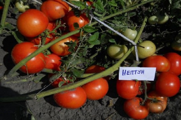 Tomaten-Neptun