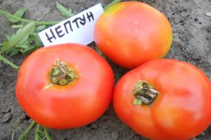 Description of the tomato variety Neptune and its characteristics