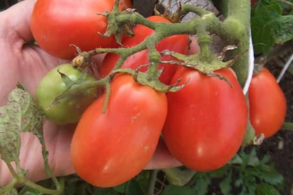 Hibridinis pomidoras