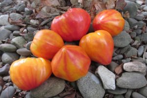 Beschrijving van de tomatenvariëteit Orange Russian en zijn kenmerken