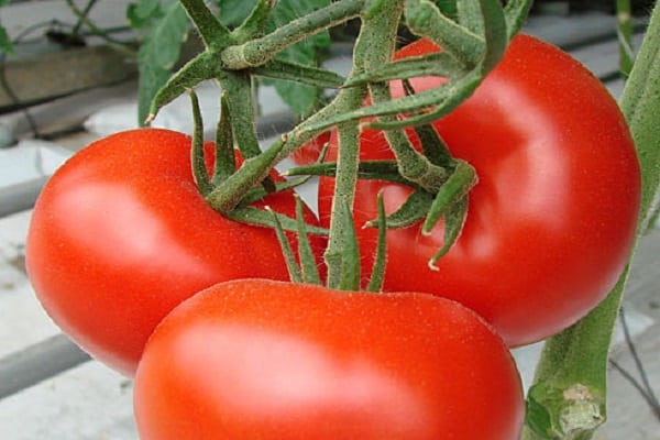 paradajkový parodista