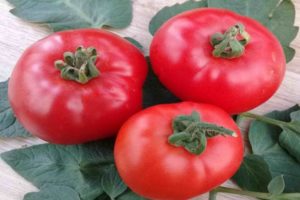 Beschrijving van het tomatenras Parodist, teeltkenmerken