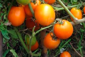 Beschreibung der Tomatensorte Fairy Gift und ihrer Eigenschaften