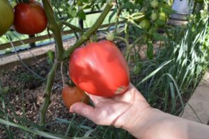 Beschreibung der Tomatensorte Flaming Heart, Eigenschaften und Anbau