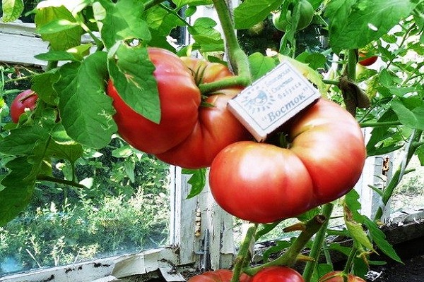 tomaat rozemarijn