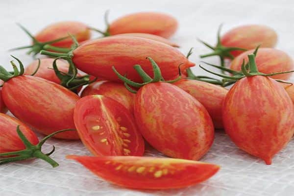caractéristiques de la variété de tomates