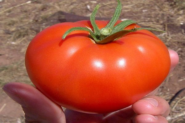 plantning af tomater