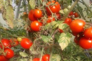 Description of the tomato variety Sonata NK F1, its characteristics and yield