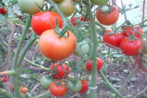 Beschrijving van de Taimyr-tomatenvariëteit, de kenmerken en teeltkenmerken
