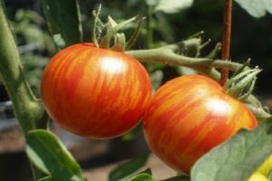 Descripción de la variedad de tomate Tiger, sus características