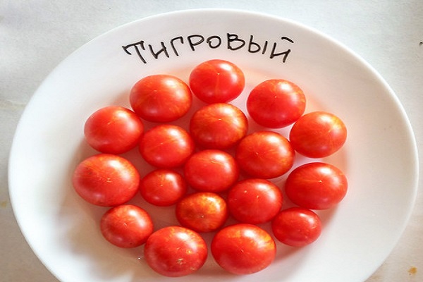 gestreifte Tomaten