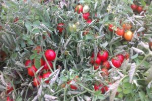 Opis sorte rajčice Tmag 666 f1, karakteristike i metode uzgoja