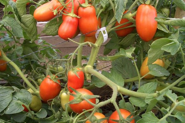 Tomato bush