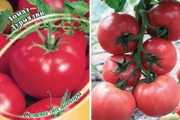 Tourmaline tomater