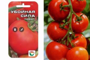 Beschrijving van het tomatenras Vernietigende kracht, zijn kenmerken en opbrengst