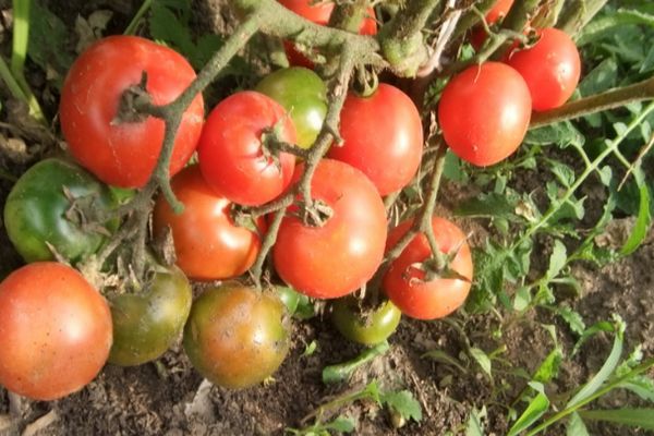 Tomato bushes