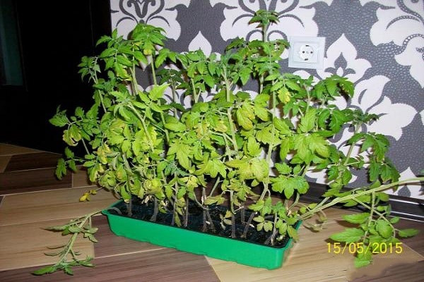 seedlings at home