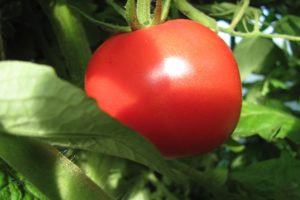Beschrijving van de tomatensoort Udachny en zijn kenmerken