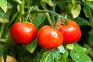 Description and characteristics of the tomato variety Fidelity, reviews and yield